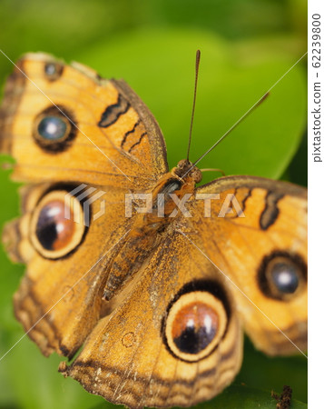 Tatehamodoki 62239800