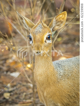 A Dik dik antelope in the Waterberg Plateau National Park in Namibia. 62239908