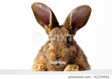 Red fluffy rabbit looks at the sign. Isolated on 62239983