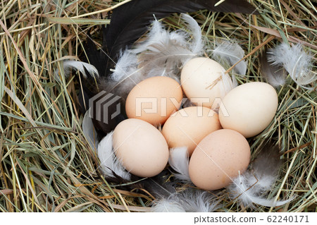 chicken eggs in a nest with feathers from a chicken eggs in a nest with feathers from a 62240171