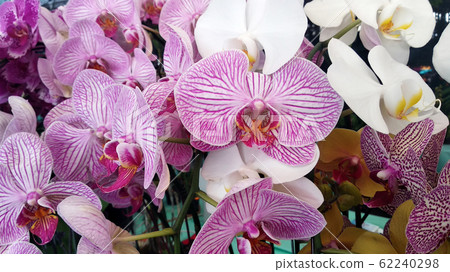 KUALA LUMPUR, MALAYSIA -AUGUST 25, 2018: Colorful tropical & exotic orchids flower in plants nursery. KUALA LUMPUR, MALAYSIA -AUGUST 25, 2018: Colorful tropical & exotic orchids flower in plants nursery. 62240298