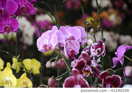 KUALA LUMPUR, MALAYSIA -AUGUST 25, 2018: Colorful tropical & exotic orchids flower in plants nursery.  62240299