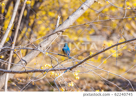 Ruribitaki和Waume(群馬) Ruribitaki和Waume(群馬) 62240745