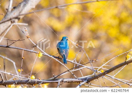 Ruribitaki和Waume（群馬） 62240764