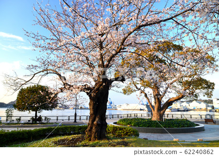 Vernie Park Yokosuka City Scenery in Shioi Town Vernie Park Yokosuka City Scenery in Shioi Town 62240862