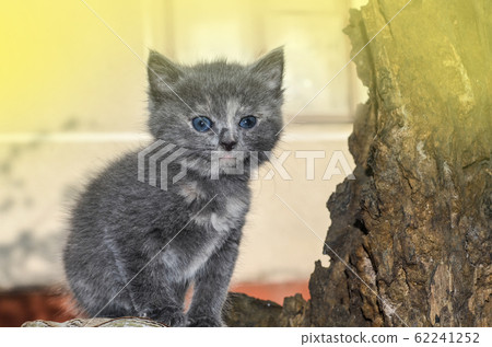 Adult village cat on farm. Nice cat on the ground Adult village cat on farm. Nice cat on the ground 62241252