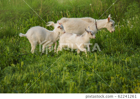 Herd of farm goats. White goat with kids Herd of farm goats. White goat with kids 62241261