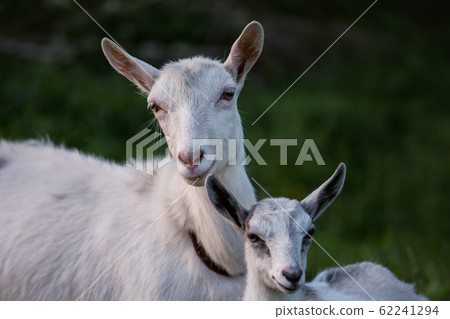 Goat with her cubs on the farm. Family of a mother Goat with her cubs on the farm. Family of a mother 62241294