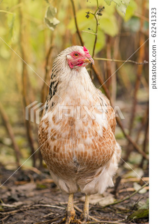 Chicken in a natural environment. Free range 62241323