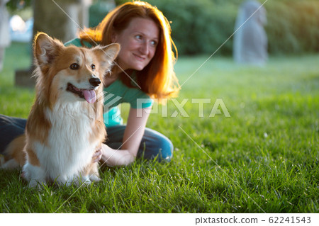 corgi fluffy portrait corgi fluffy portrait 62241543