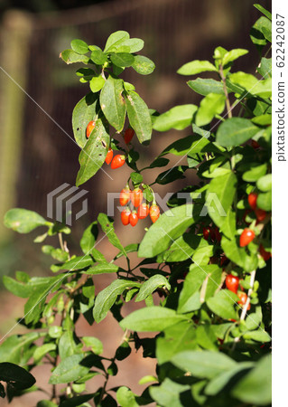 Wolfberry red fruit Wolfberry red fruit 62242087
