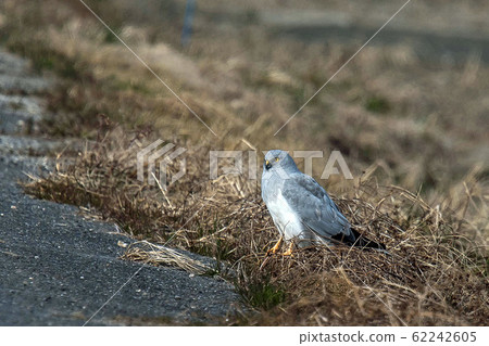 灰姜男 灰姜男 62242605