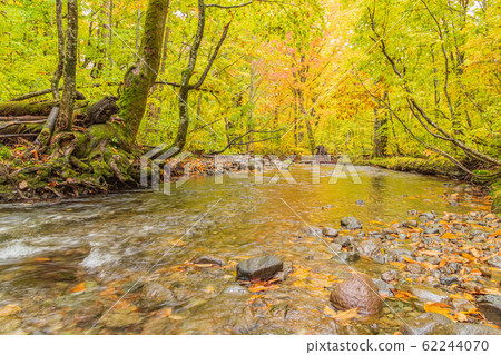 Autumn forest Yoshiyama 62244070