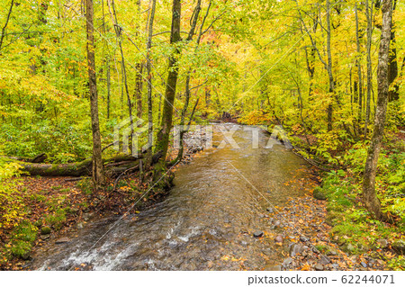 秋天森林Yoshiyama 62244071