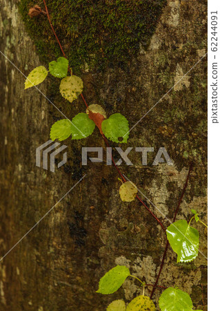 秋天森林Yoshiyama 62244091