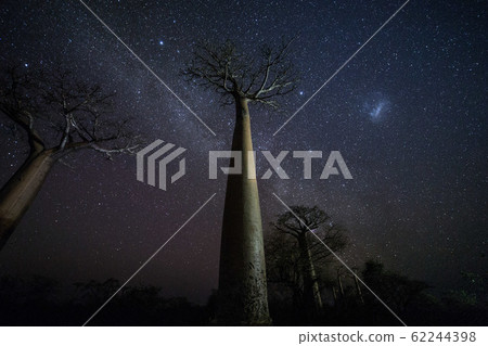 Baobab and night sky 62244398