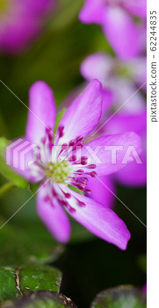 Stand-by screen Snowbrush Pink Screen ratio 19: 9 Stand-by screen Snowbrush Pink Screen ratio 19: 9 62244835
