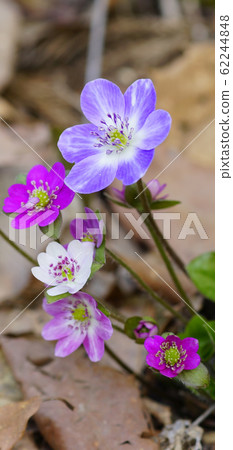 Stand-by screen Snowbrush White Pink Purple Screen ratio 19: 9 Stand-by screen Snowbrush White Pink Purple Screen ratio 19: 9 62244848