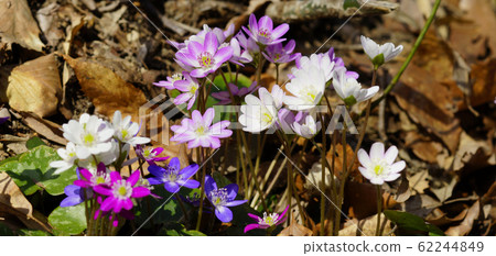 Stand-by screen Snowbrush White Pink Purple Screen ratio 19: 9 Stand-by screen Snowbrush White Pink Purple Screen ratio 19: 9 62244849