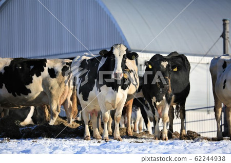 牛肉/冬季牧場/北海道 牛肉/冬季牧場/北海道 62244938