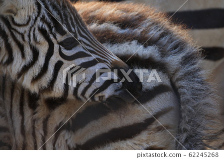 斑馬的輪廓 斑馬的輪廓 62245268