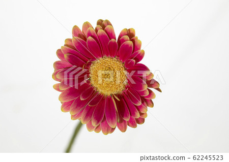 Perennial plant flower gerbera cherry and pink 62245523