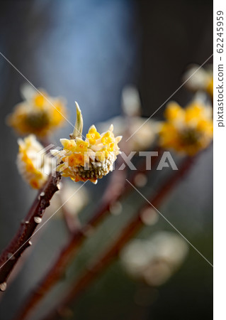 Mitumata flowers 62245959
