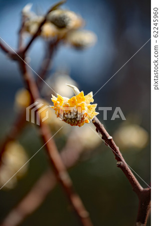 Mitumata flowers Mitumata flowers 62245960