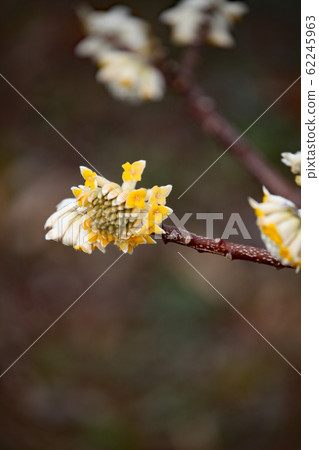 Mitumata flowers Mitumata flowers 62245963