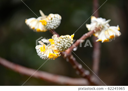 Mitumata花 62245965
