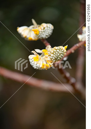 Mitumata花 62245966