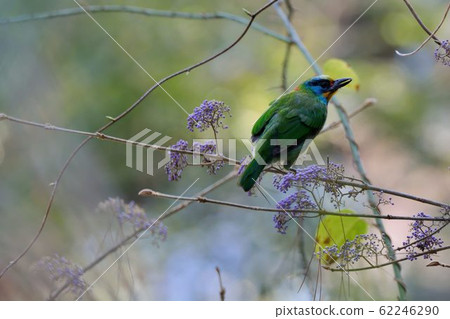 五色鳥( Megalaima oorti nuchalis)台灣擬啄木 62246290