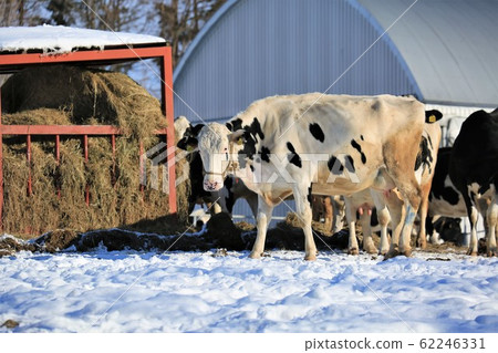 牛肉/冬季牧場/北海道 62246331