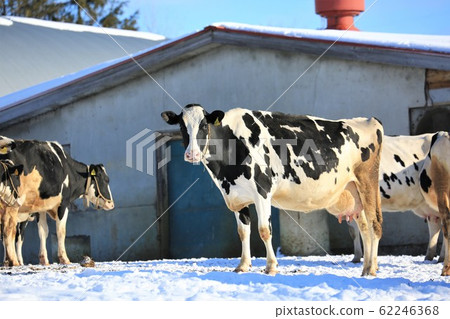 Beef / Winter Ranch / Hokkaido Beef / Winter Ranch / Hokkaido 62246368