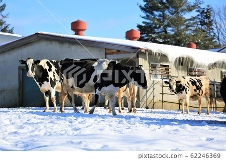 Beef / Winter Ranch / Hokkaido Beef / Winter Ranch / Hokkaido 62246369