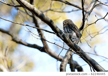 鵂鶹(Collared Owlet Glaucidium brodiei)為台灣特有亞種 62246445