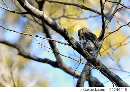 鵂鶹(Collared Owlet Glaucidium brodiei)為台灣特有亞種 鵂鶹(Collared Owlet Glaucidium brodiei)為台灣特有亞種 62246446
