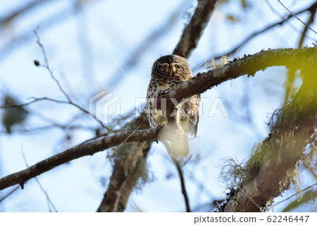 鵂鶹(Collared Owlet Glaucidium brodiei)為台灣特有亞種 62246447