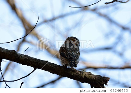 Collared Owlet Glaucidium brodiei is endemic to Taiwan 62246453