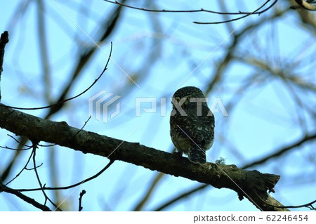 鵂鶹(Collared Owlet Glaucidium brodiei)為台灣特有亞種 62246454
