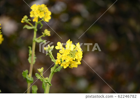 強姦開花 62246782