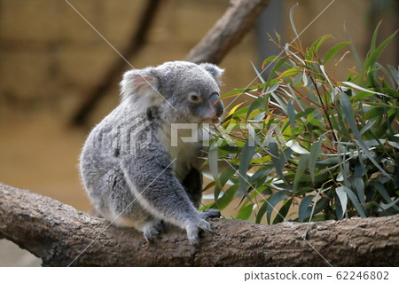 Koala eating Koala eating 62246802