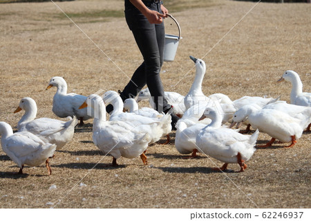 Swarming ducks Swarming ducks 62246937