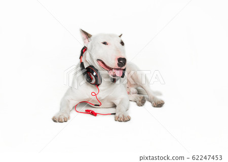 puppy bull terrier wearing black headphones puppy bull terrier wearing black headphones 62247453