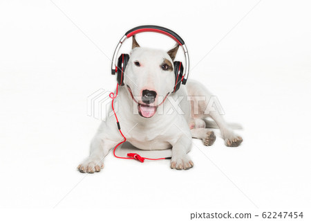 puppy bull terrier wearing black headphones 62247454