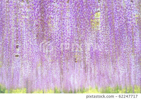 紫藤窗簾 紫藤窗簾 62247717