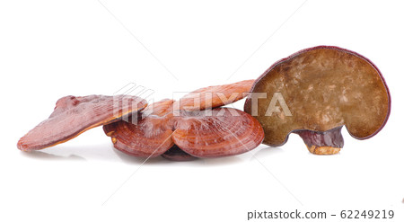 Ganoderma Lucidum Mushroom an isolated on white Ganoderma Lucidum Mushroom an isolated on white 62249219