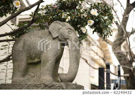 Elephants Elephants 62249432