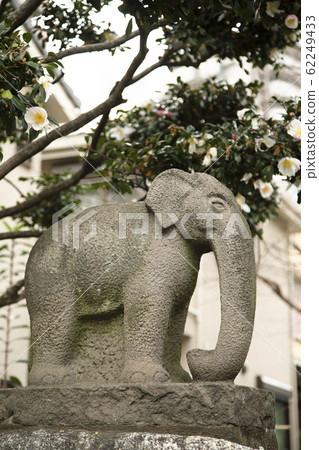 Elephant Elephant 62249433