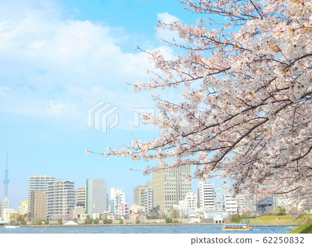 櫻花吉野森美吉野 櫻花吉野森美吉野 62250832
